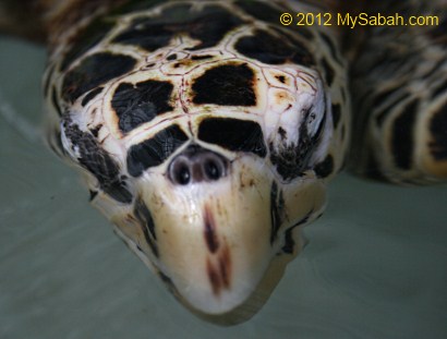 Hawksbill Turtle