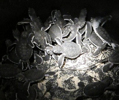 newly hatched baby turtles