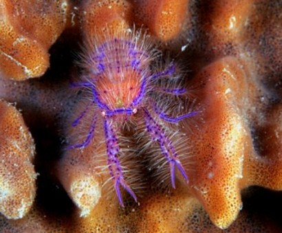 hairy squat lobster