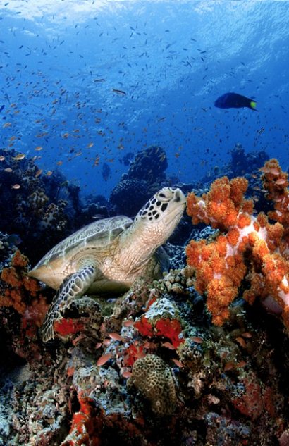 sea turtle