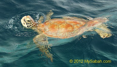 sea turtle