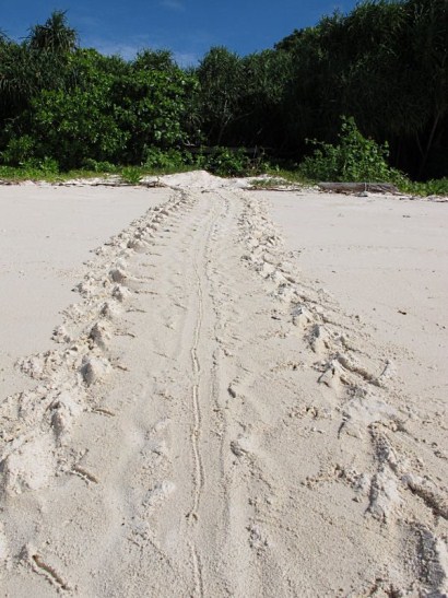 tracks left behind by mother turtle