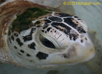 Green Turtle