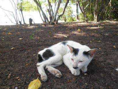 cat of Mantanani Besar
