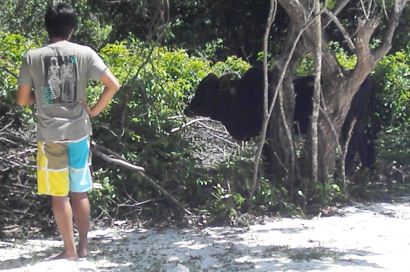 cow on Mantanani Island