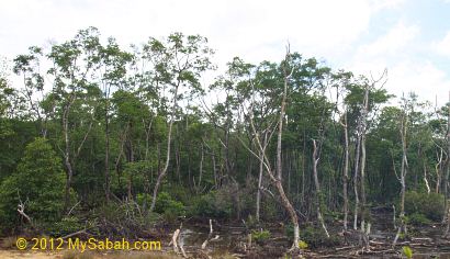 mangrove of Kawang