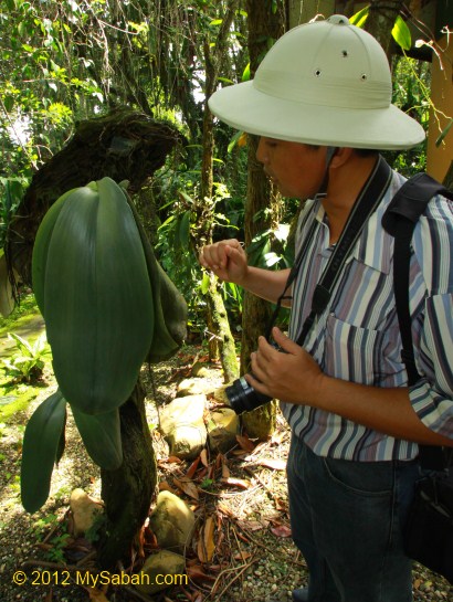 Elephant Ear Orchid