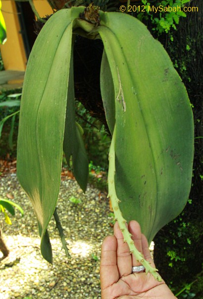 flowering stalk of orchid