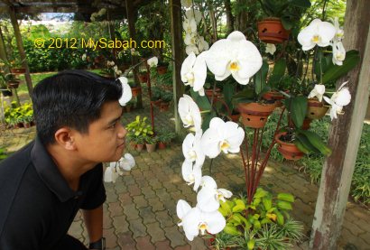 Hybrid Orchid of Taman Pertanian Sabah