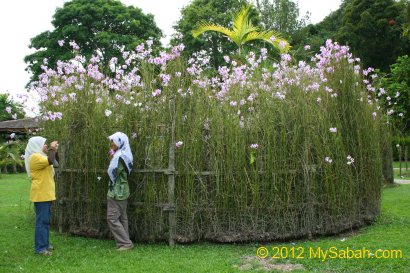 Hybrid Orchid of Tenom Park