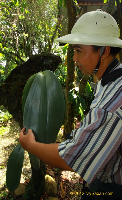 elephant ear orchid