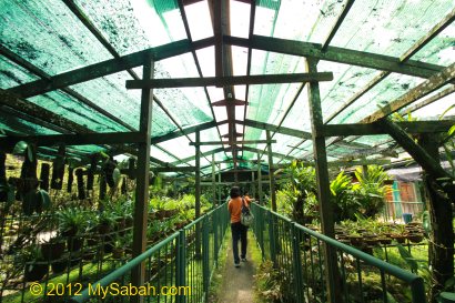 Native Orchid Nursery