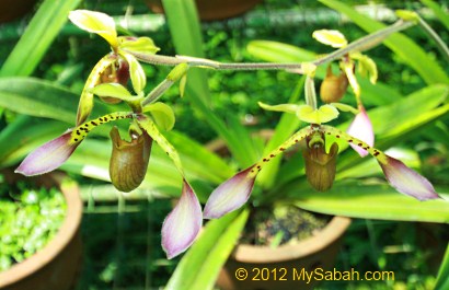Lowii Orchid