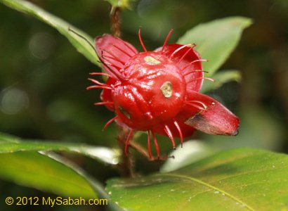 Mickey mouse flower