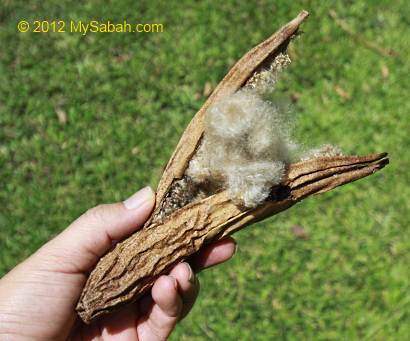 cotton tree seed