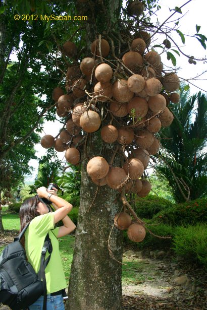 decoration tree