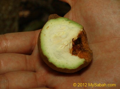 fruit of Burahol / kepel