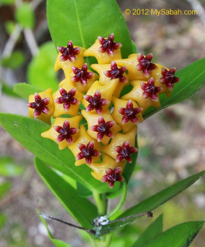 hoya flower