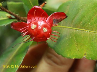 Mickey mouse flower