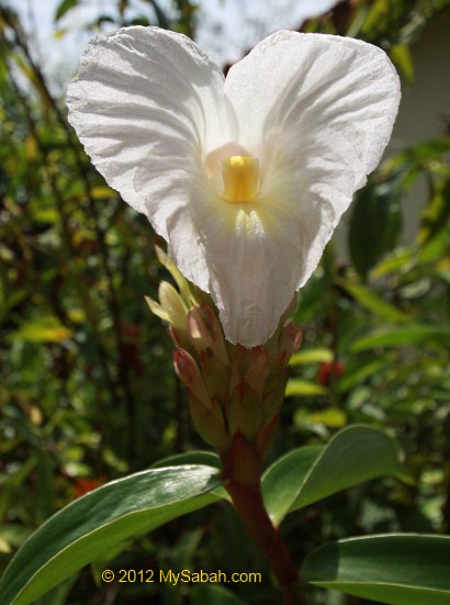 heart shape flower