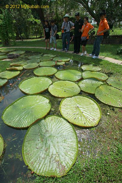 giant Amazonian water lily