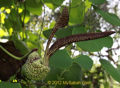 Dutchman's Pipe