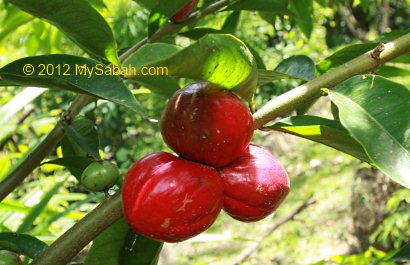 Mahkota Dewa Fruit