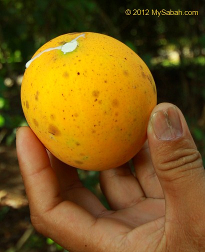 selabi fruit