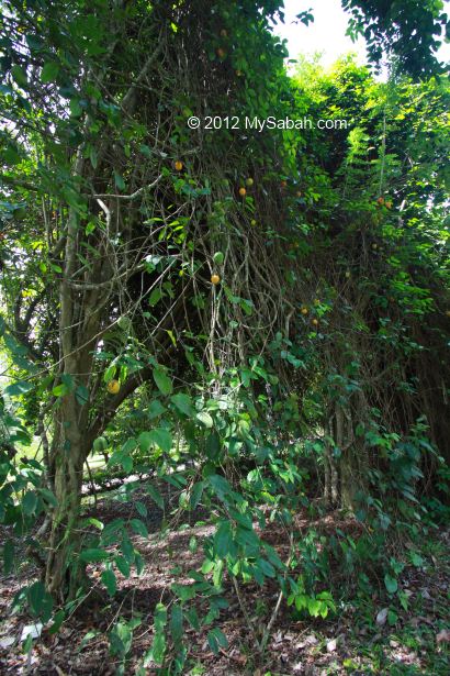 wild mangosteen tree