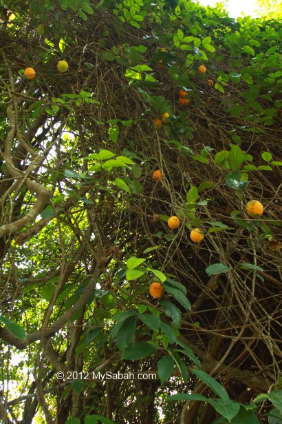 wild mangosteen