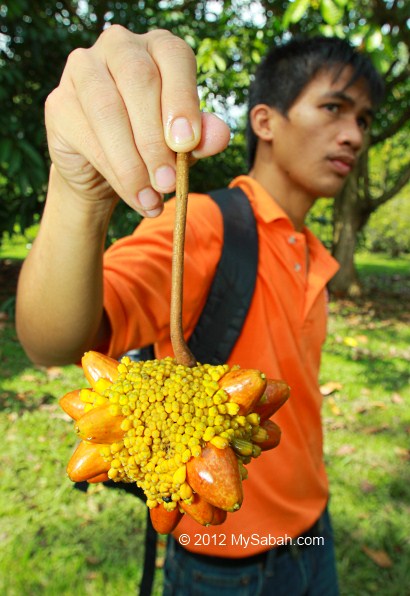 Kesusu fruit