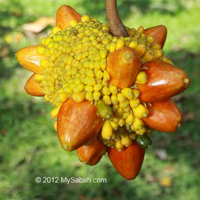 close up of Kesusu fruit