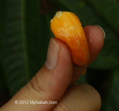 seed of Kesusu fruit