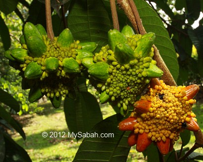 Kesusu fruit cluster