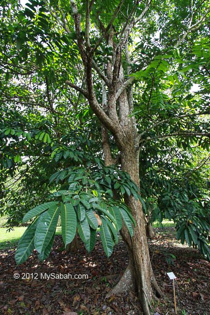 Kesusu fruit tree