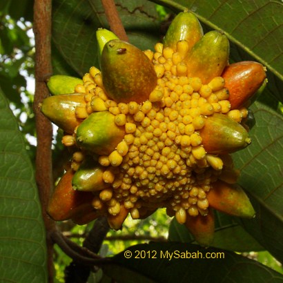 half-ripen Kesusu