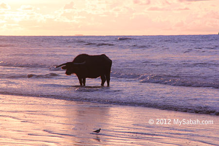 Old buffalo on the beach