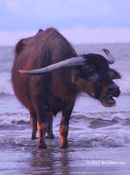 Old buffalo