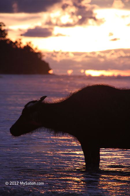 Old buffalo taking a bath in the sea