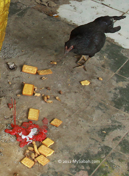 chicken eating offering