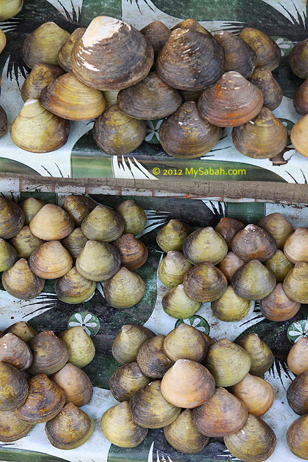 BBQ clam booth