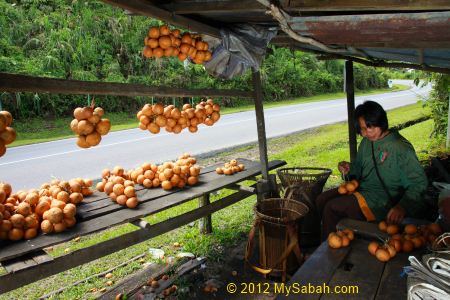 selling Tampui