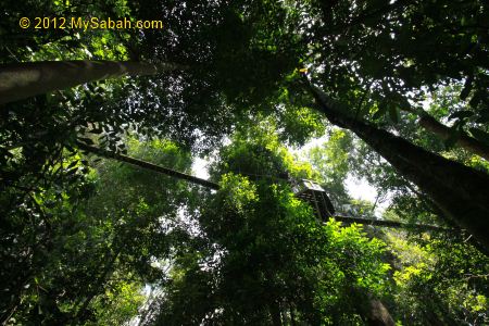 view of Canopy Walkway from the ground