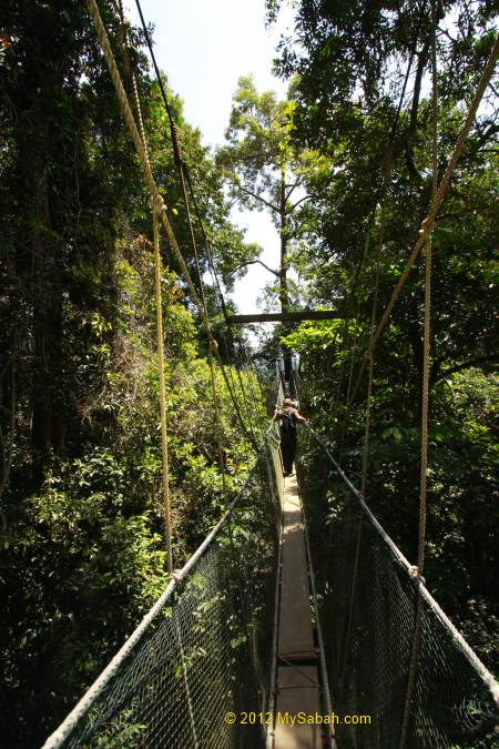 Canopy Walkway of Poring