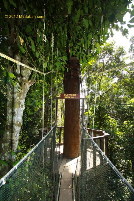 tree-top tower of Canopy Walkway