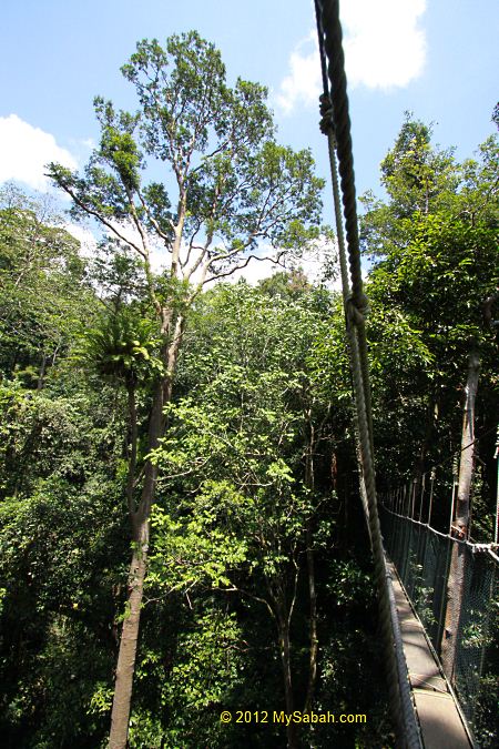 view of canopy from top