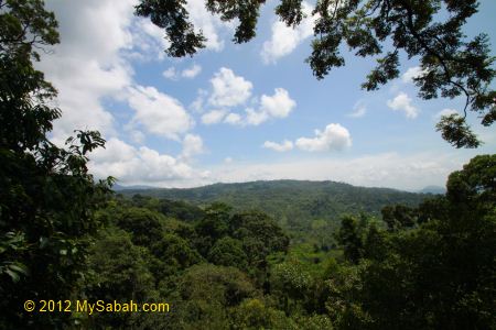 view from Canopy Walkway of Poring