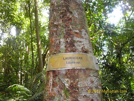 tree species label