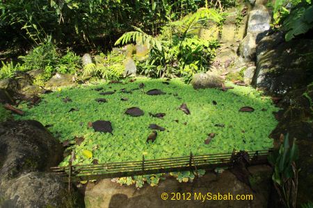 pond in Ethnobotanical Garden