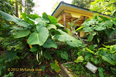 Ethnobotanical Garden